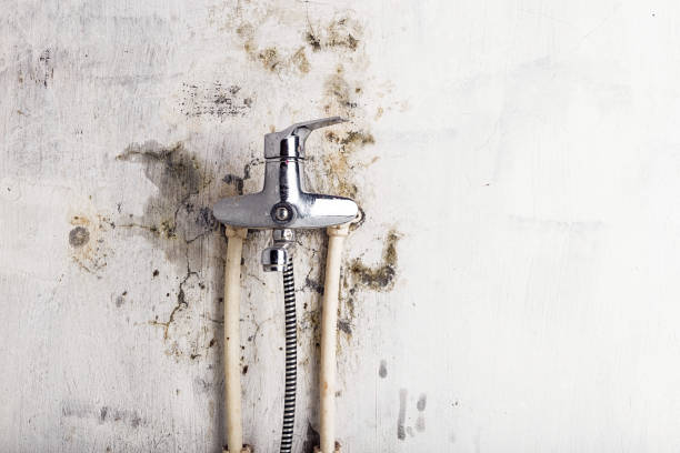 Best White Mold Remediation in Lakeland, FL