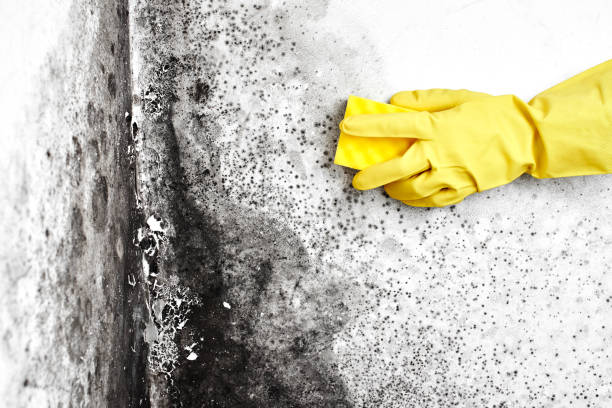 Best Black Mold Remediation in Lakeland, FL