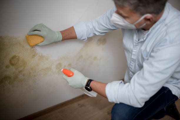 Best Kitchen Mold Remediation in Lakeland, FL