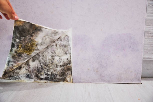 Best Localized Mold Remediation (e.g., coastal areas, humid climates) in Lakeland, FL